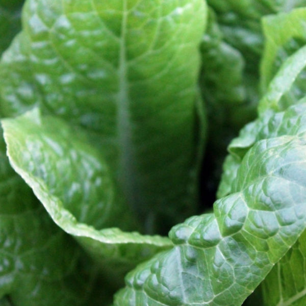 Close up image of kale